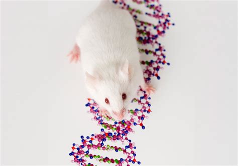 How to Maximize Experimental Reproducibility in Mouse Research