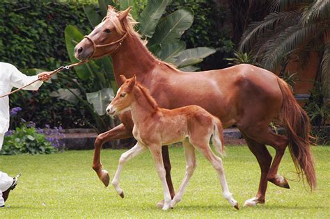 Peruvian Paso Horses | Oklahoma State University