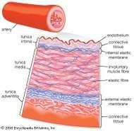 Tunica adventitia | anatomy | Britannica.com