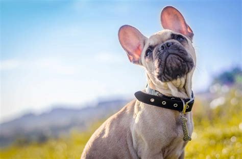 The 300 Most Popular French Bulldog Names