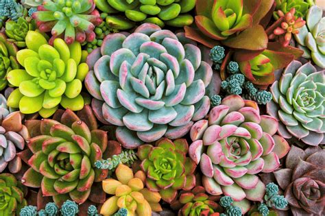 Sunny Succulents: The Trick to Making Your Plants More Colorful - OC ...