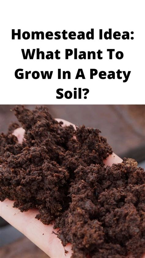 Homestead Idea: What Plant To Grow In A Peaty Soil? in 2022 | Plants ...