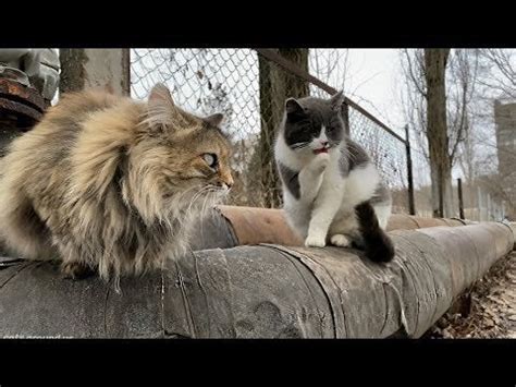 Hungry cats of Chernobyl | Meowing and Feeding : rescuecats