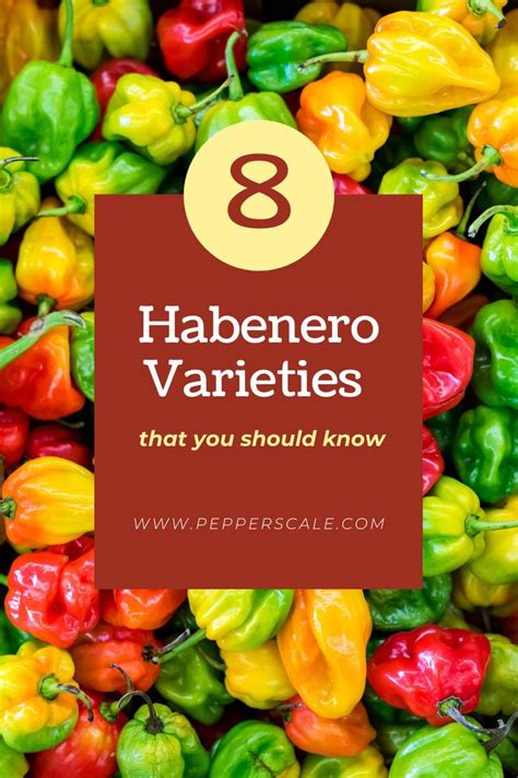 Eight Habanero Varieties That You Should Know | Stuffed peppers, Habanero chili recipe, Habanero ...