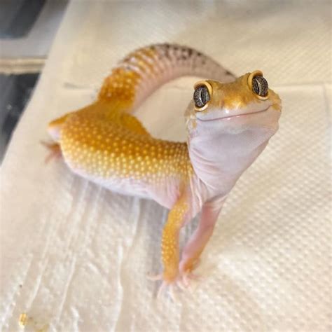 Reptile Pets Adoption Reptile pets #reptile ; reptilien haustiere ...