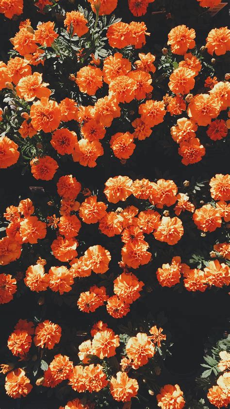 Orange marigold flowers, flowers, portrait display HD wallpaper | Wallpaper Flare