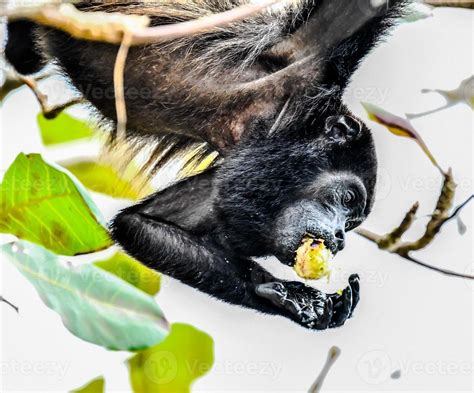 Monkey eats fruit 14786120 Stock Photo at Vecteezy