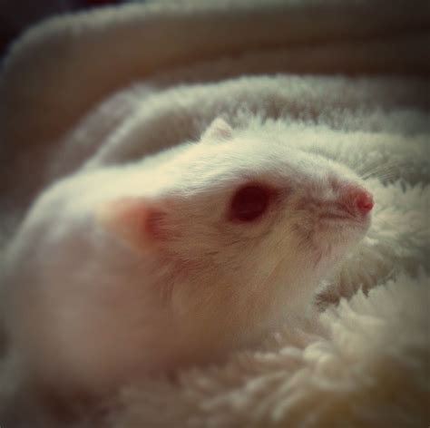 Winter white | Dwarf hamster, Russian dwarf hamster, Winter white