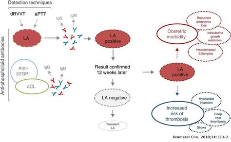 What Is Lupus Anticoagulant | Renew Physical Therapy