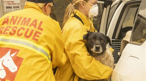 Animal rescue volunteers jump into action in California’s wildfires ...