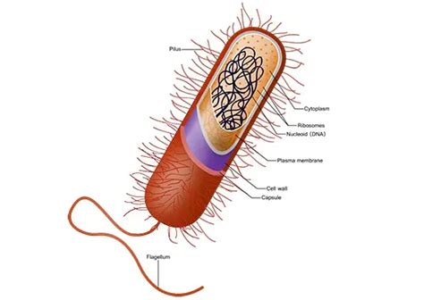 Which structure acts like an "invisibility cloak" and protects bacteria from being Phagocytized ...