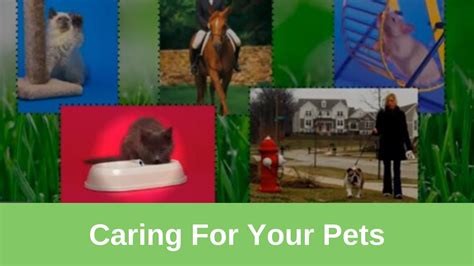 Caring for your Pets - YouTube