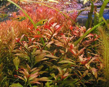 Ludwigia - Broad, Ludwigia repens Species Profile, Care Instructions, Feeding and more ...