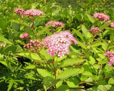 Japanese Meadowsweet (Spiraea japonica) - Plants | Candide Gardening ...