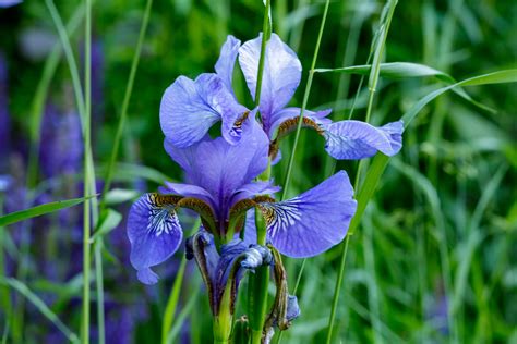 Iris Flower Free Stock Photo - Public Domain Pictures