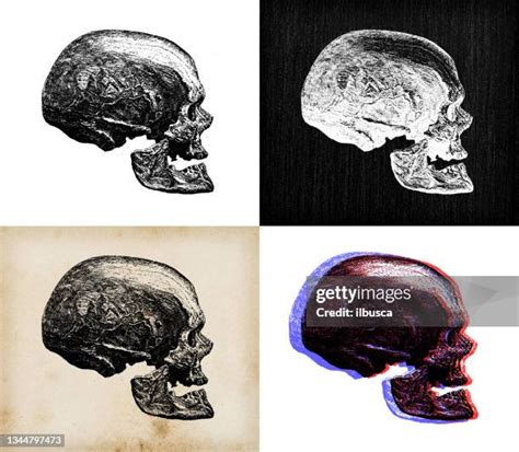 Cro Magnon Skull Photos and Premium High Res Pictures - Getty Images