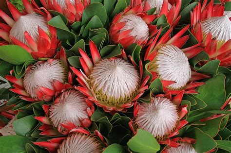 How To Grow A Protea Plant | Lawn.com.au