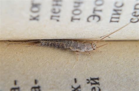 Silverfish Control Tips For Homeowners - RooHome