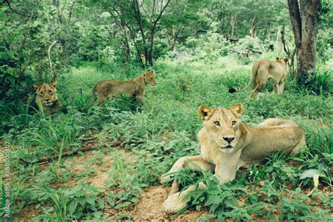 Pride of Lions Stock Photo | Adobe Stock