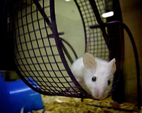 Mice Run on Exercise Wheels For Fun | Discover Magazine