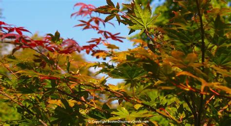 Boston Fall Foliage 2024 - 11 Best Places to See It - Boston Discovery ...