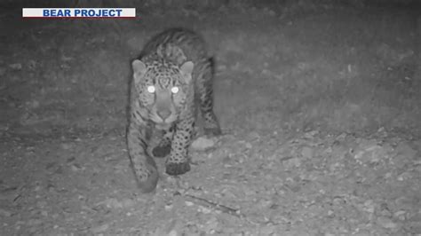 Jaguar sighting near Arizona-Mexico border gives researchers hope for ...