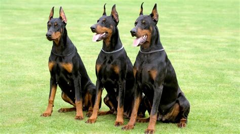 Doberman Pinscher: The Noble and Powerful Protector Dog Breed - PetHelpful