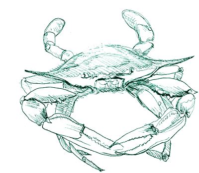 Blue Crab Drawing at GetDrawings | Free download