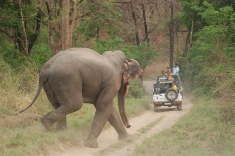 3D Jim Corbett National Park Luxury Tour - Tours from Delhi | India ...