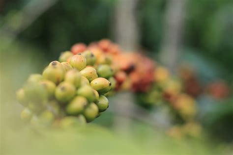 Free Images : agriculture, coffee bean, hightech, vietnam, green, flower, botany, leaf, close up ...