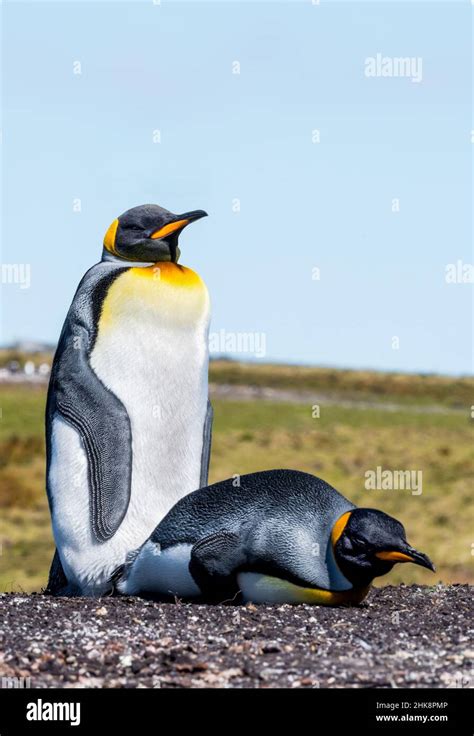 King Penguin is the second largest species of penguin, smaller, but ...