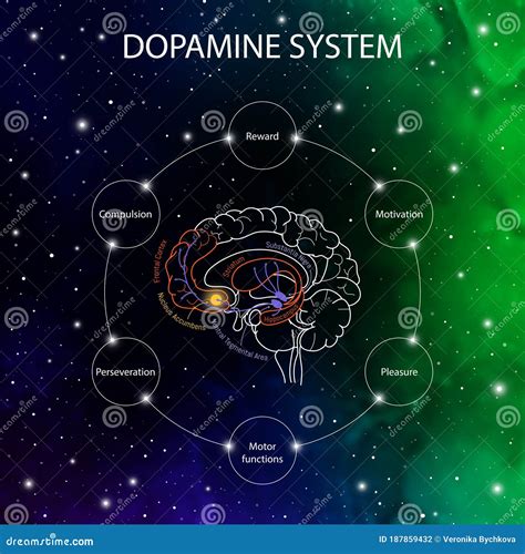 Dopamine Pathways in the Brain. Dopamine Functions. Neuroscience Medical Infographic Stock Photo ...