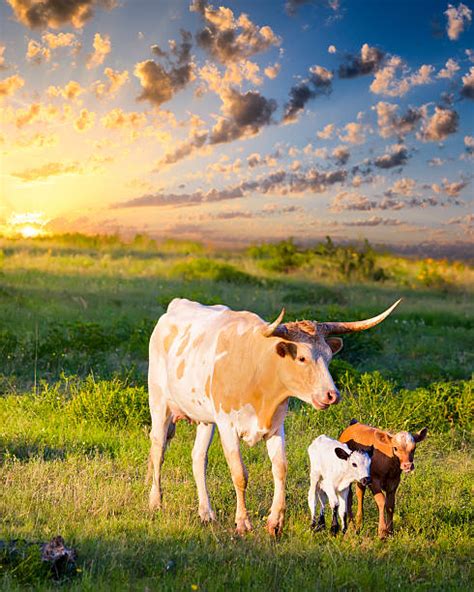 4,300+ Texas Longhorn Ranch Stock Photos, Pictures & Royalty-Free ...