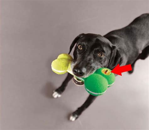 This Dog Toy Has an On/Off Switch For the Squeaker Inside