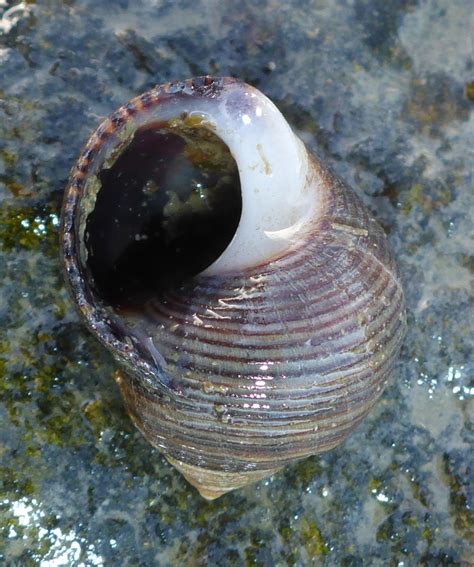 Common Periwinkle (Boston Inner Harbor Species) · iNaturalist