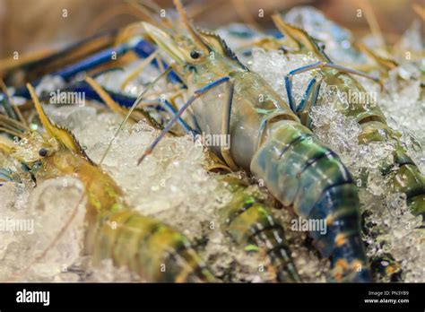 Extra large size of giant malaysian prawn (Macrobrachium rosenbergii ...