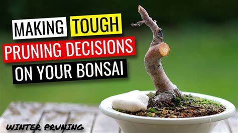 Bonsai tree pruning | Deciding which branches to prune - YouTube