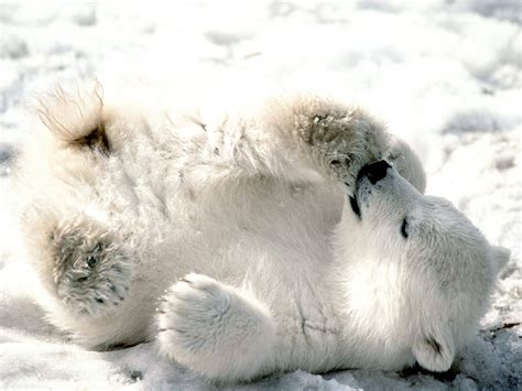 Polar Bear Cub - Animal Cubs Wallpaper (29105921) - Fanpop