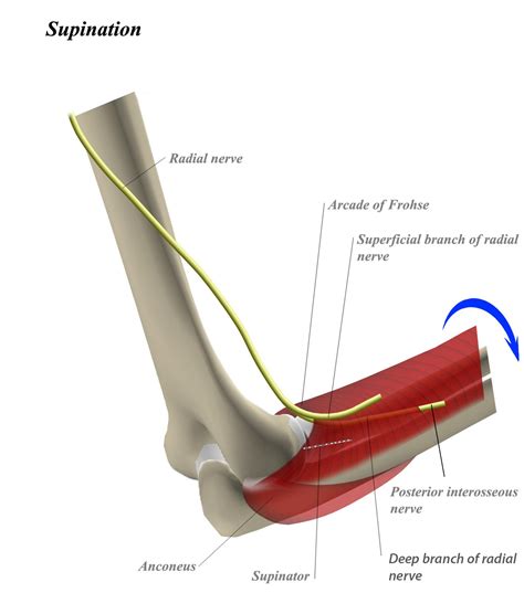 Posterior Interosseous Nerve - Anatomy - Orthobullets