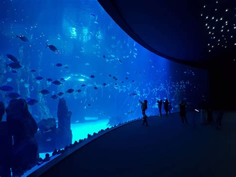 Poema del Mar Aquarium Las Palmas de Gran Canaria in 2022 | Aquarium architecture, Scenic photos ...