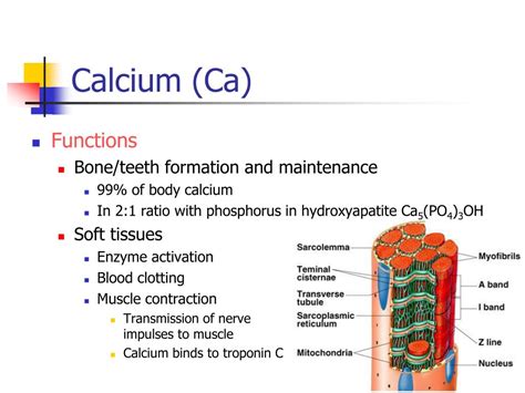 PPT - Macrominerals PowerPoint Presentation, free download - ID:6908220