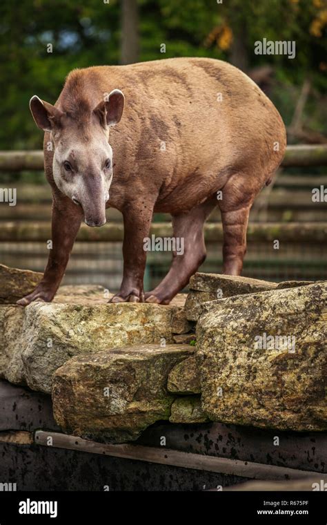 Big tapir in the zoo Stock Photo - Alamy