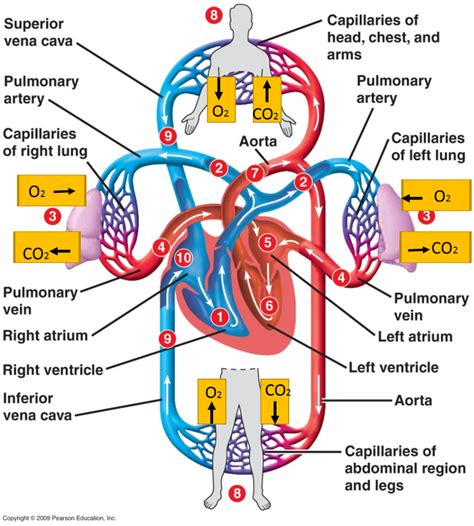 Ch 21. BLOOD CIRCULATION Diagram | Quizlet