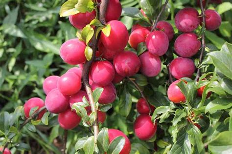 Bruce Plum Tree: A Red Varietal - Minneopa Orchards