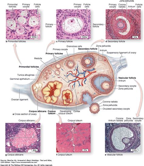 Female Reproductive System The Histology Guide - Riset