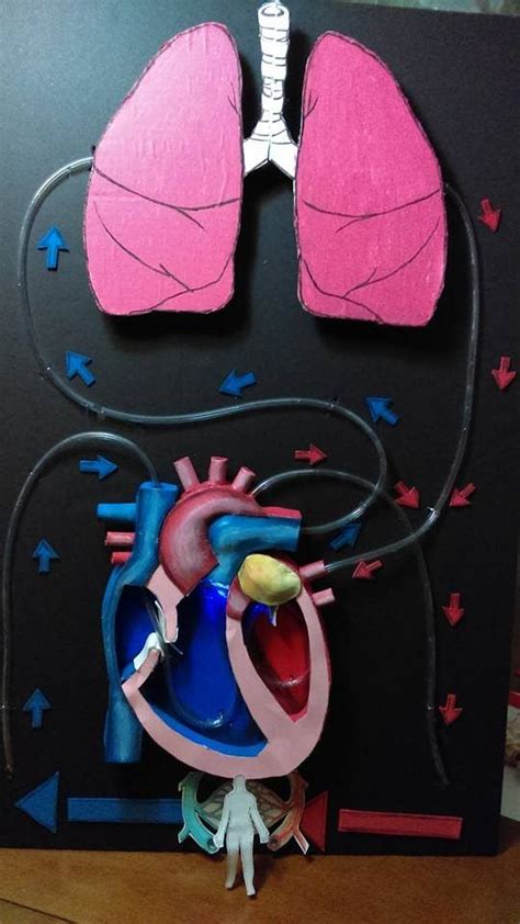 Proyecto sistema circulatorio Circulatory System Project | Experimentos científicos para niños ...