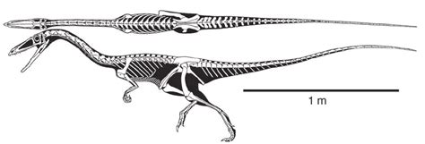 29. Skeleton of New Mexico’s official state fossil, Coelophysis bauri ...