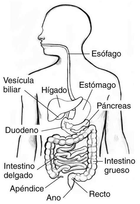 Resultado de imagen para sistema digestivo para colorear | Sistema digestivo humano, Aparato ...