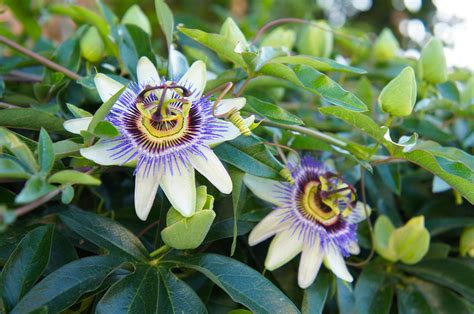 Propagating Passion Flower: How To Propagate Passion Flowers