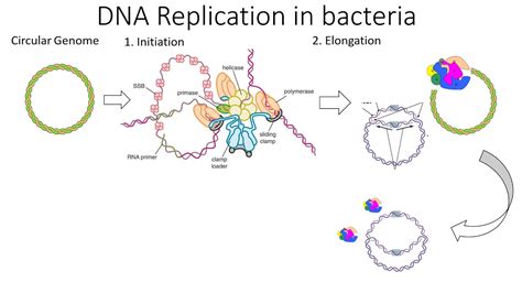 DNA Replication in bacteria - YouTube